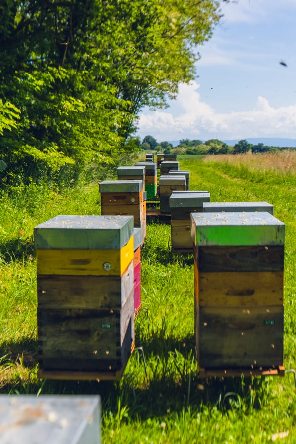 Que font les abeilles en hiver ?
